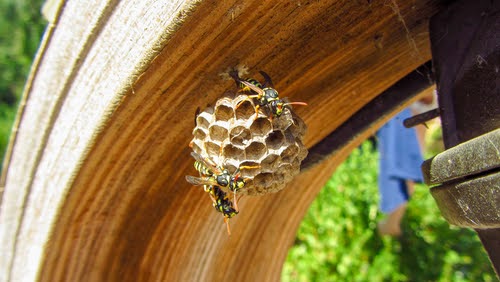 Wasp Nest On Home