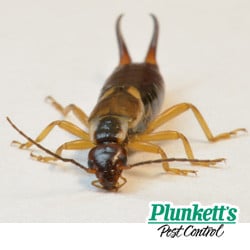 Pincher Bugs: What Are They and How to Get Rid of Them