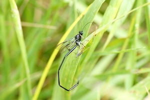 pelecinid wasp