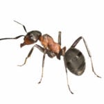 common house ant pest control