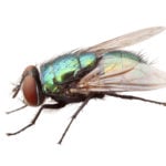 blow fly pest