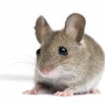 mice mouse pest control