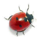 lady bud asian lady beetle pest control