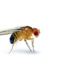 fruit fly pest control