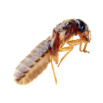 termite pest control