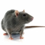 rat pest control