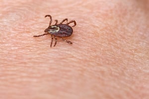 common ticks in the midwest