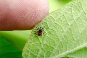 are ticks dangerous?