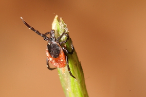 how ticks hunt