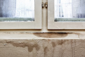 pests seem disproportionately attracted to basements because they're often easier to access