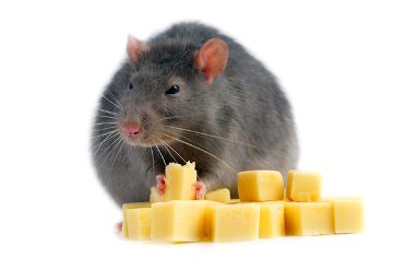 Ratwinter1
