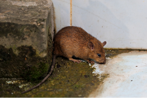 How Do Rats Live Through The Winter? - Plunkett's Pest Control