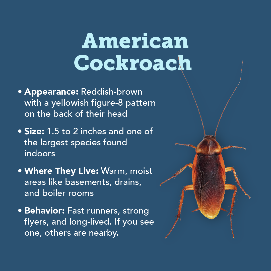 Plunketts Cockroach Types Info R1 01 (1)