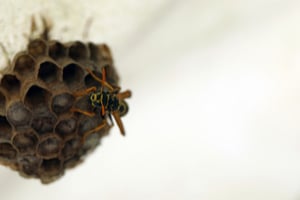 why are wasps more active in summer?