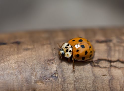 Asian Lady Beetle