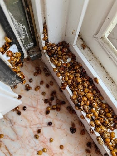 Asian Lady Beetles Congregating On Window Sill