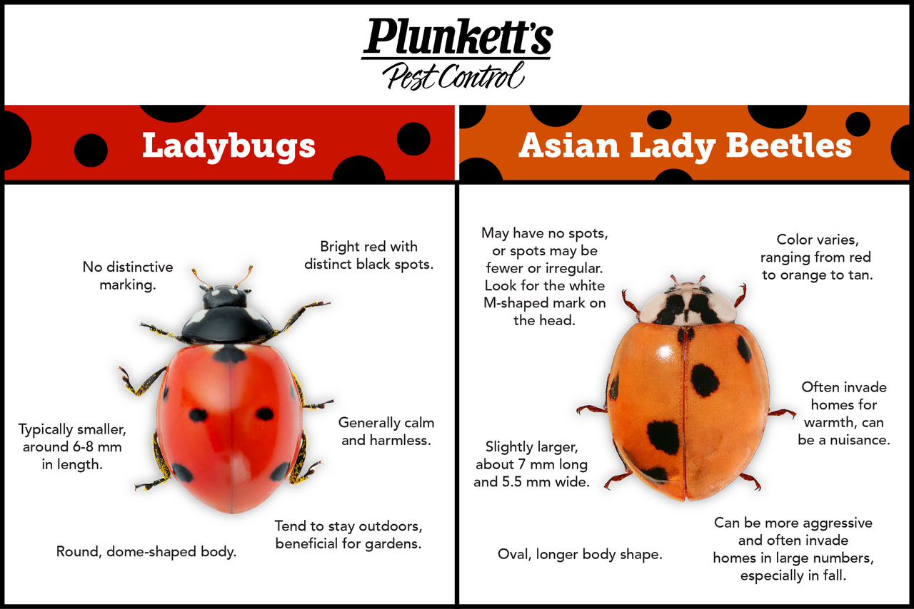 Inforgraphic Of Visual Differences In Ladybug Vs Asian Lady Beetles By Plunkett's Pest Control
