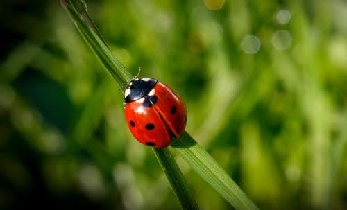 ladybug on blade of grass