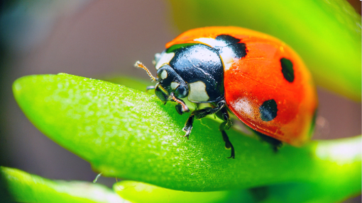 What's the Difference Between Ladybugs and Asian Lady Beetles