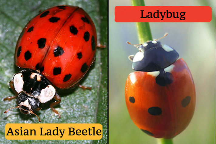 ladybug vs. asian lady bettle