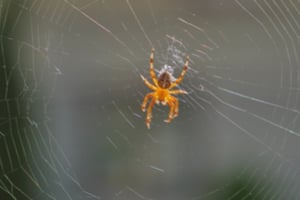 how spider webs are made