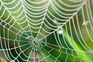 Spider web's secrets could lead to stronger glues