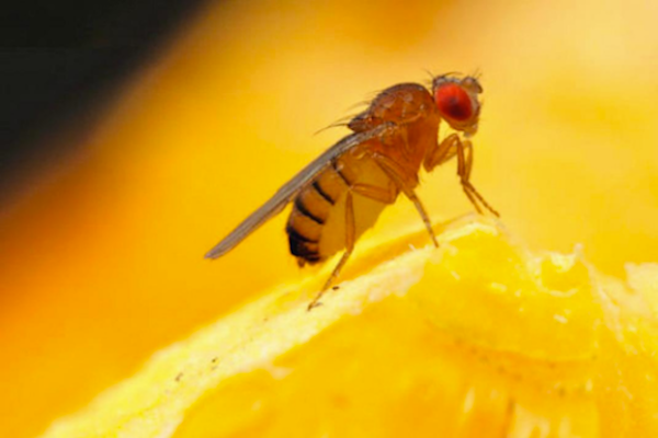 Where Do Fruit Flies Come From & How Do I Prevent Them? - Plunkett's Pest  Control