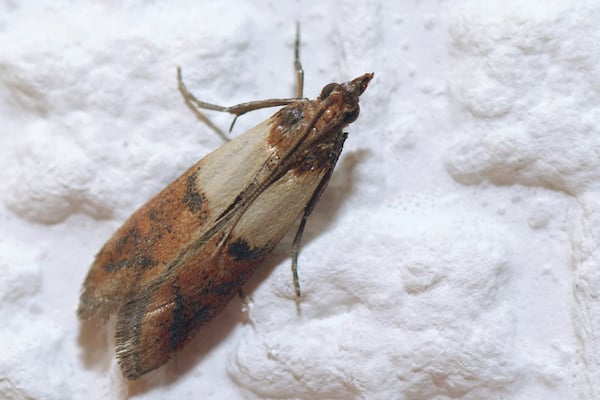 meal moth