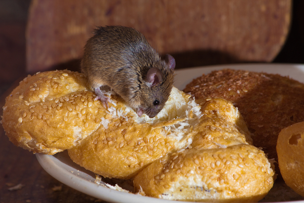 Mouse eating bread