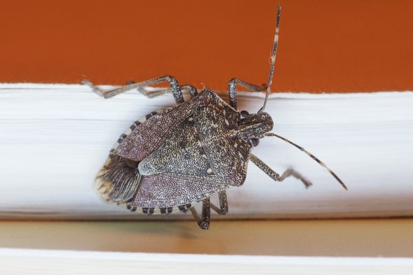 This probably sounds counter-intuitive, but we don’t recommend treating for stink bugs this winter