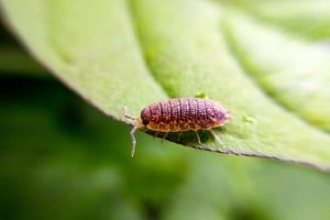 sowbugs in rain