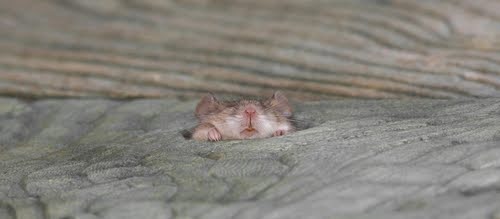 Mouse Peaking Through Hole