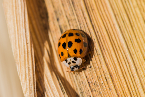 Asian Lady Beetle