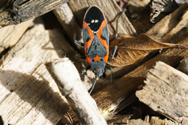 Box Elder Bugs