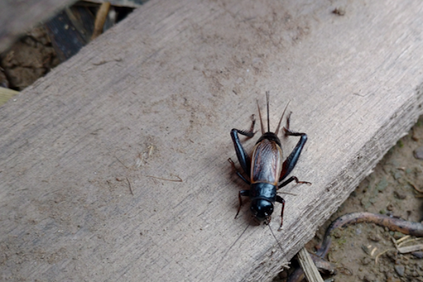 Field Cricket