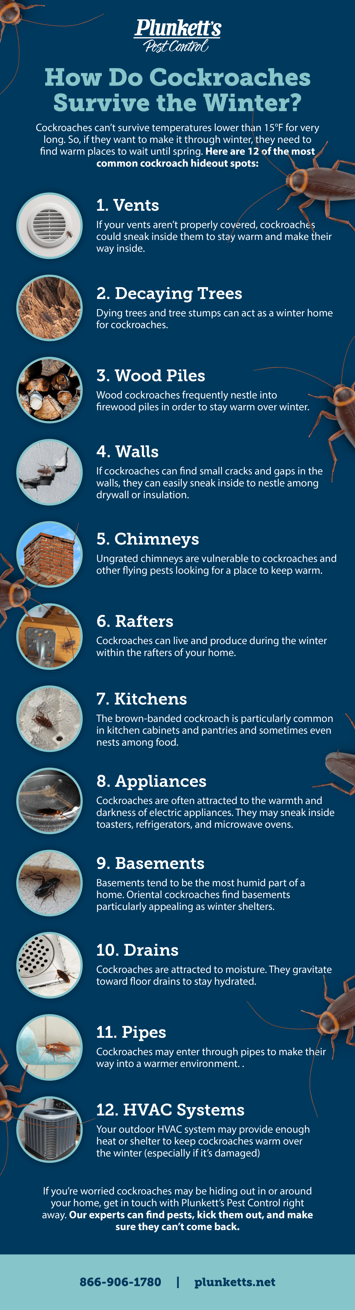 Your Guide to Cockroaches: How to Prevent a Cockroach Infestation 