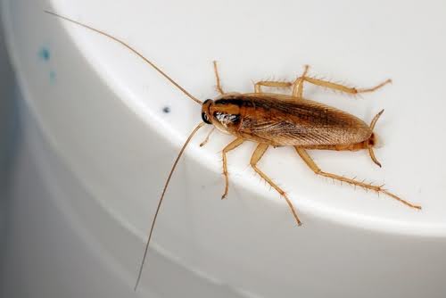 Cockroach2