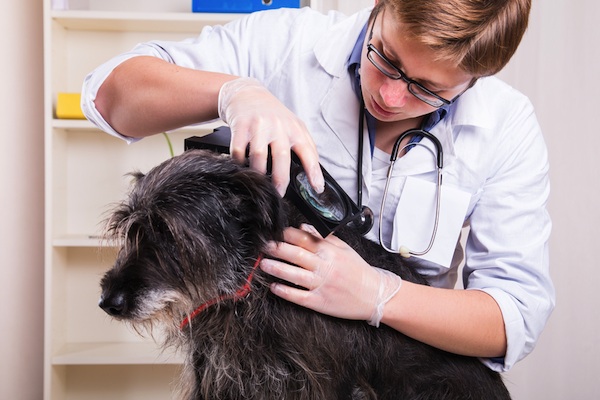 dog being examined for fleas