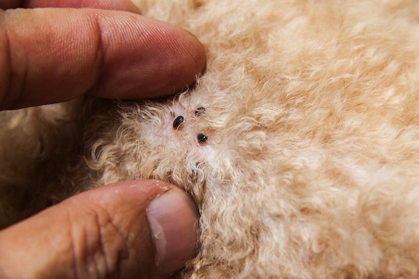 fleas under dog fur