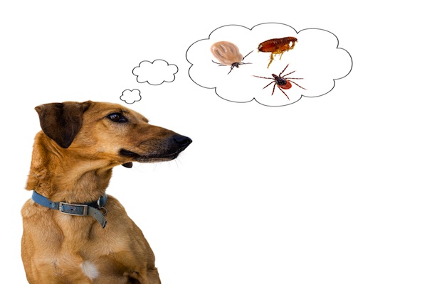 dog thinking about bugs