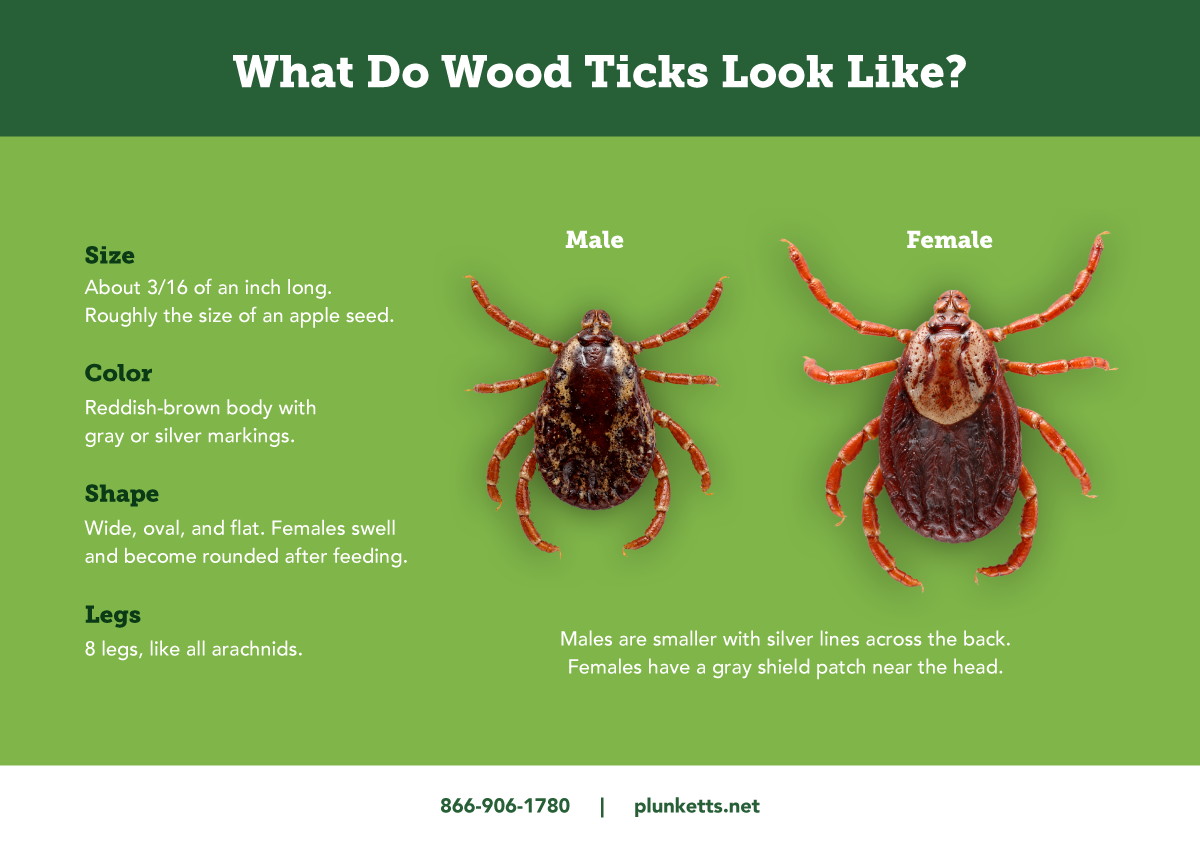 Plunketts Tick Appearance Info R1