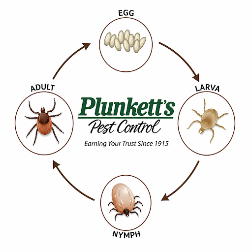Woodticklifecycle