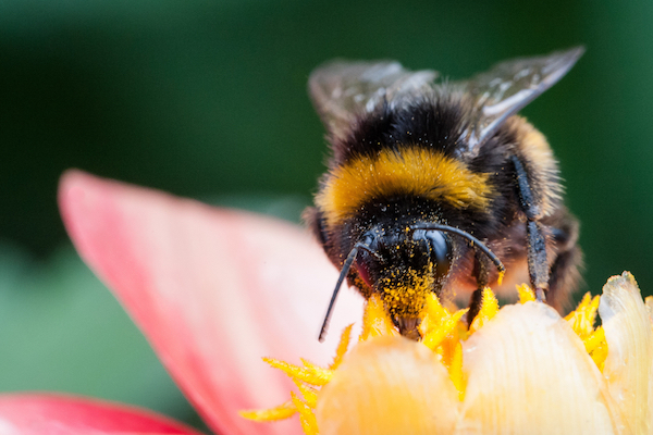 Bee pollinating flower