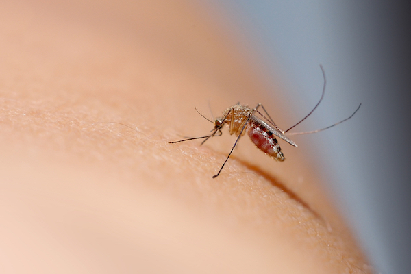 mosquito sucking human blood