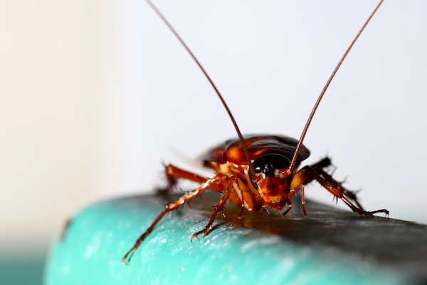 Cockroach close-up sitting on blue plastic surface