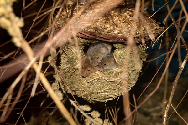 What Happens To Field Mice In The Winter Plunkett S Pest