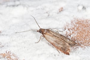 What are pantry moths?