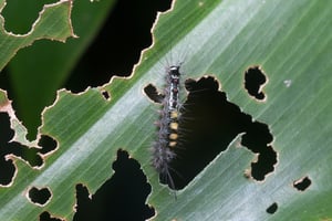 Webbing Clothes Moth Control - Plunkett's Pest Control