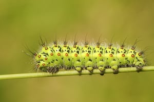 what are caterpillars?