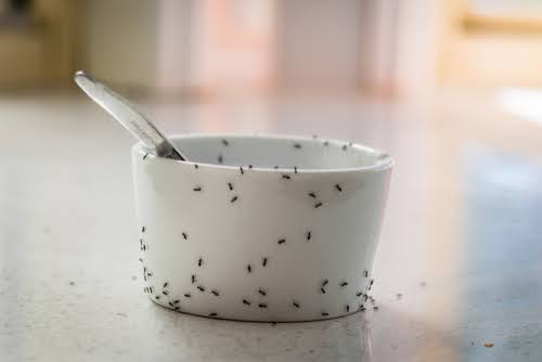 Ants On Dirty Dish